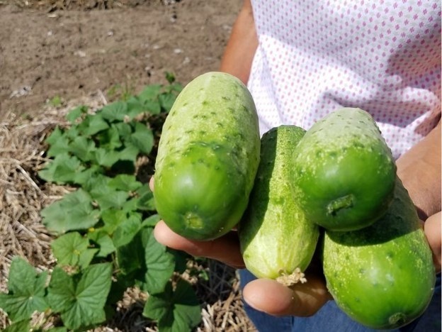 Someone holding cucumbers that have just been picked