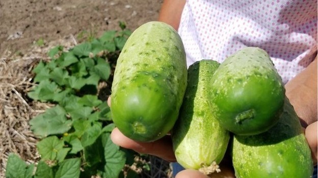 Someone holding cucumbers that have just been picked