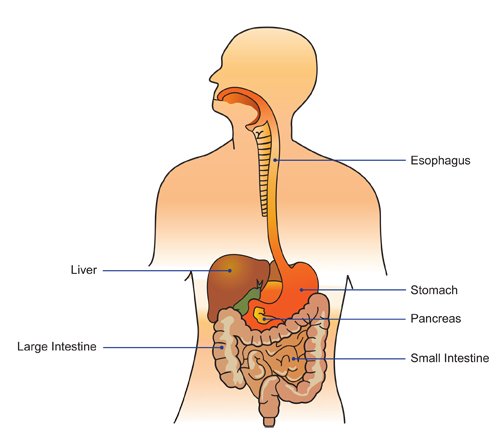 Diagram of the digestive system