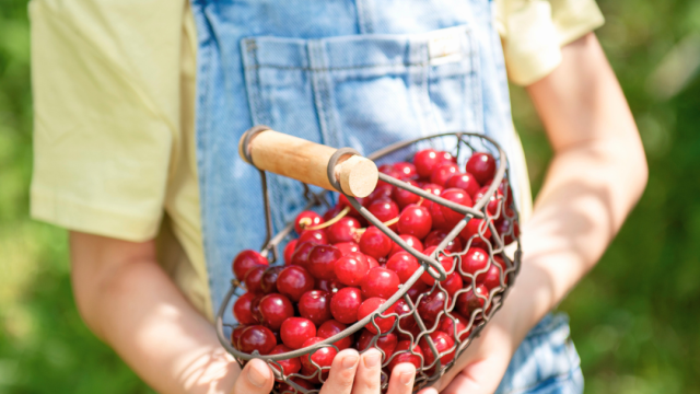 Child holding a basket of cherries